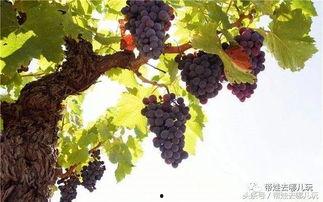 葡萄成人玩具视频教程,轻松入门，享受愉悦时光