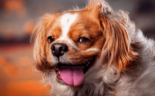 成人鉴宝狗狗视频大全,鉴宝达人带你领略狗狗世界的珍稀品种