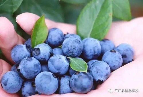 成人采摘蓝莓视频在线观看,跟随视频学习高效采摘方法