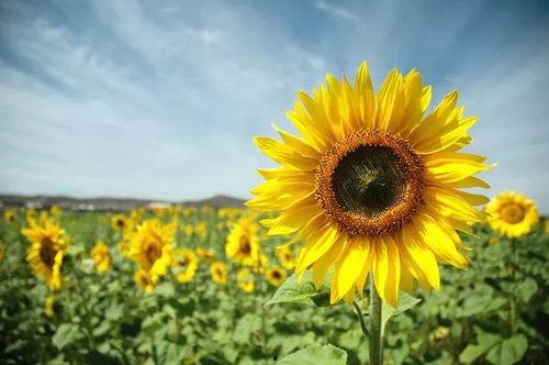 向日葵成人短视频在线